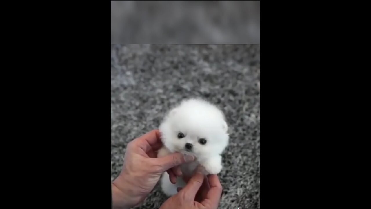 Small dog baby funny