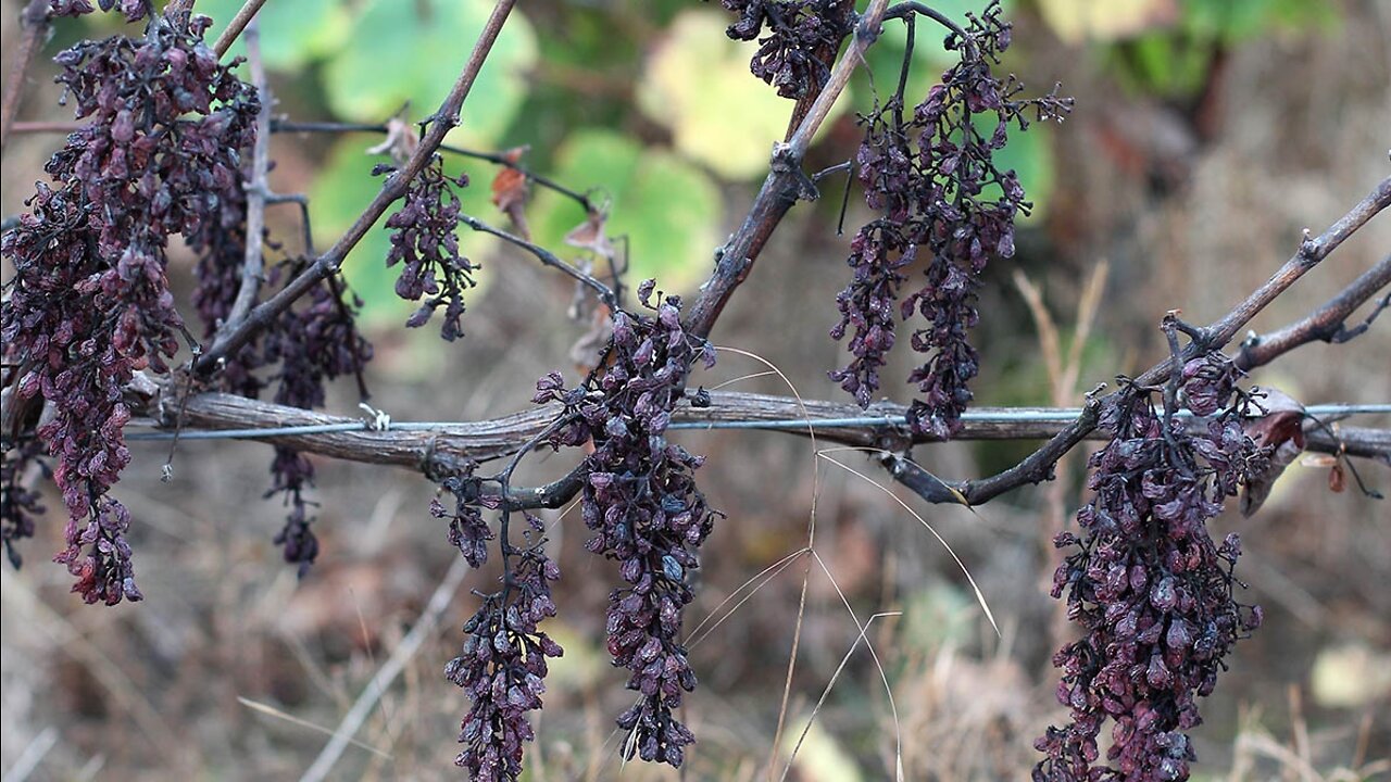 "A DEAD VINE"- A FALL TO RUSSIA, FOOD CRISIS, DISEASE, MONEY CRASH, MARTYRS, ETC.