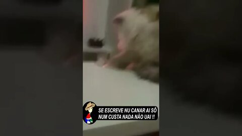 Esse ai é pirracento, ta nem aí #SHORTS