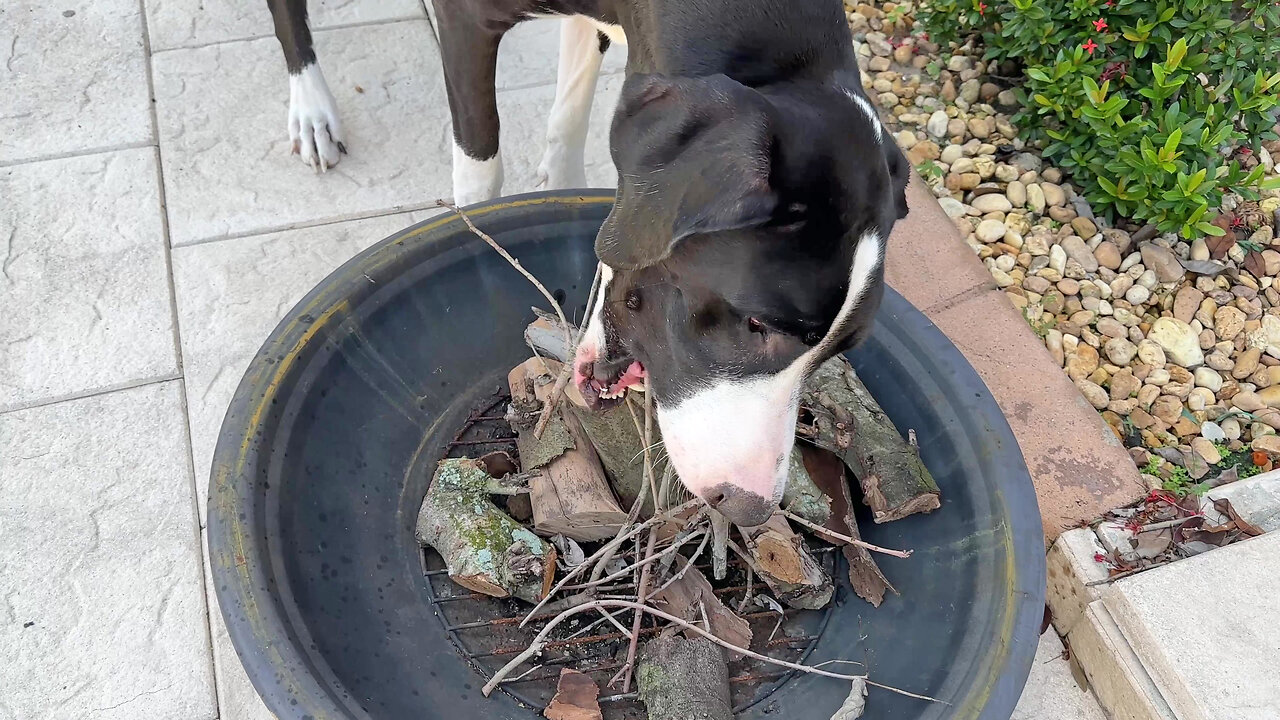 Great Dane helps with furniture & fire stick redecorating after Florida storm