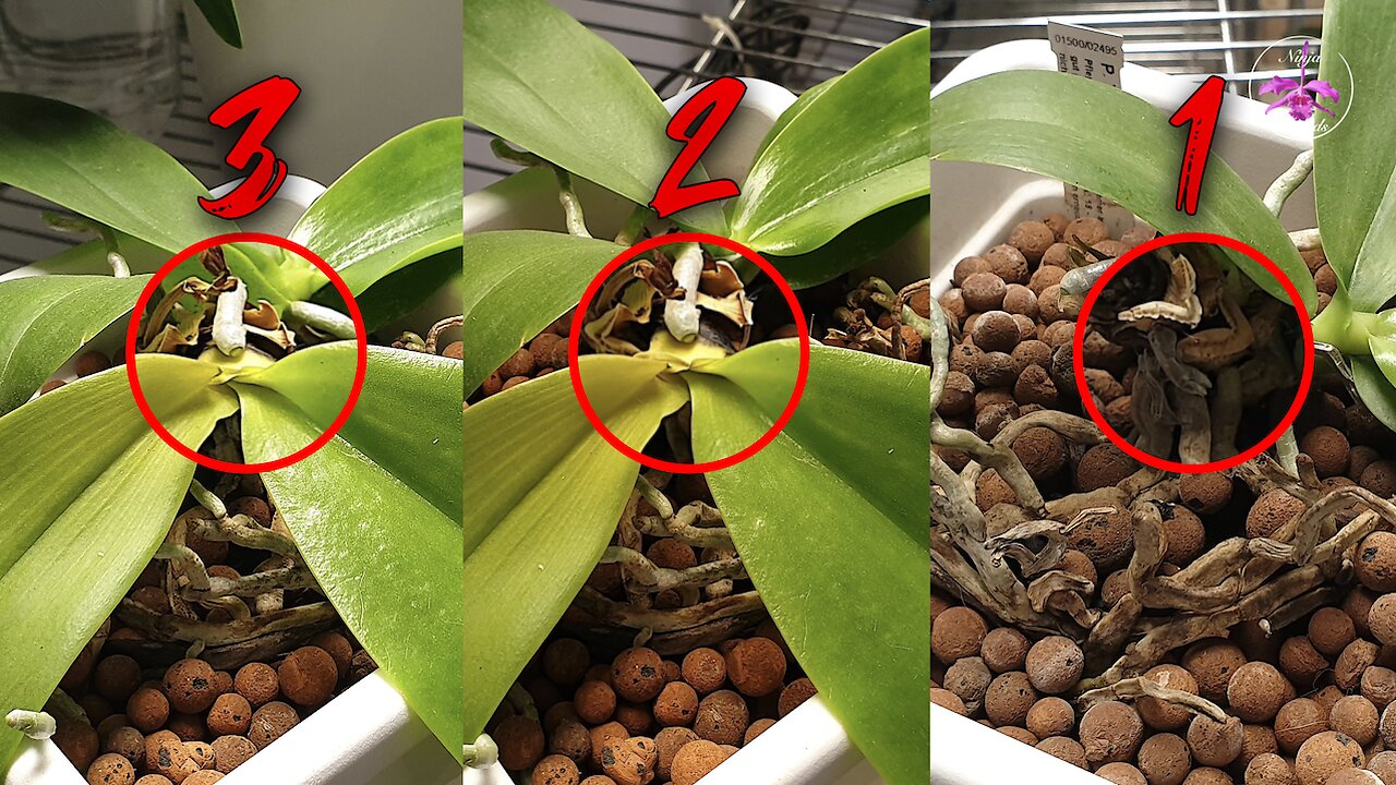 Crown Rot Stem Rot Collar Rot ! Does it really matter if the OUTCOME is the SAME? #ninjaorchids