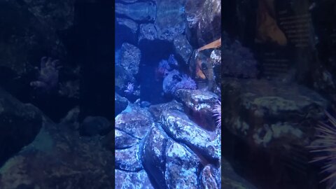 Giant Pacific Octopus