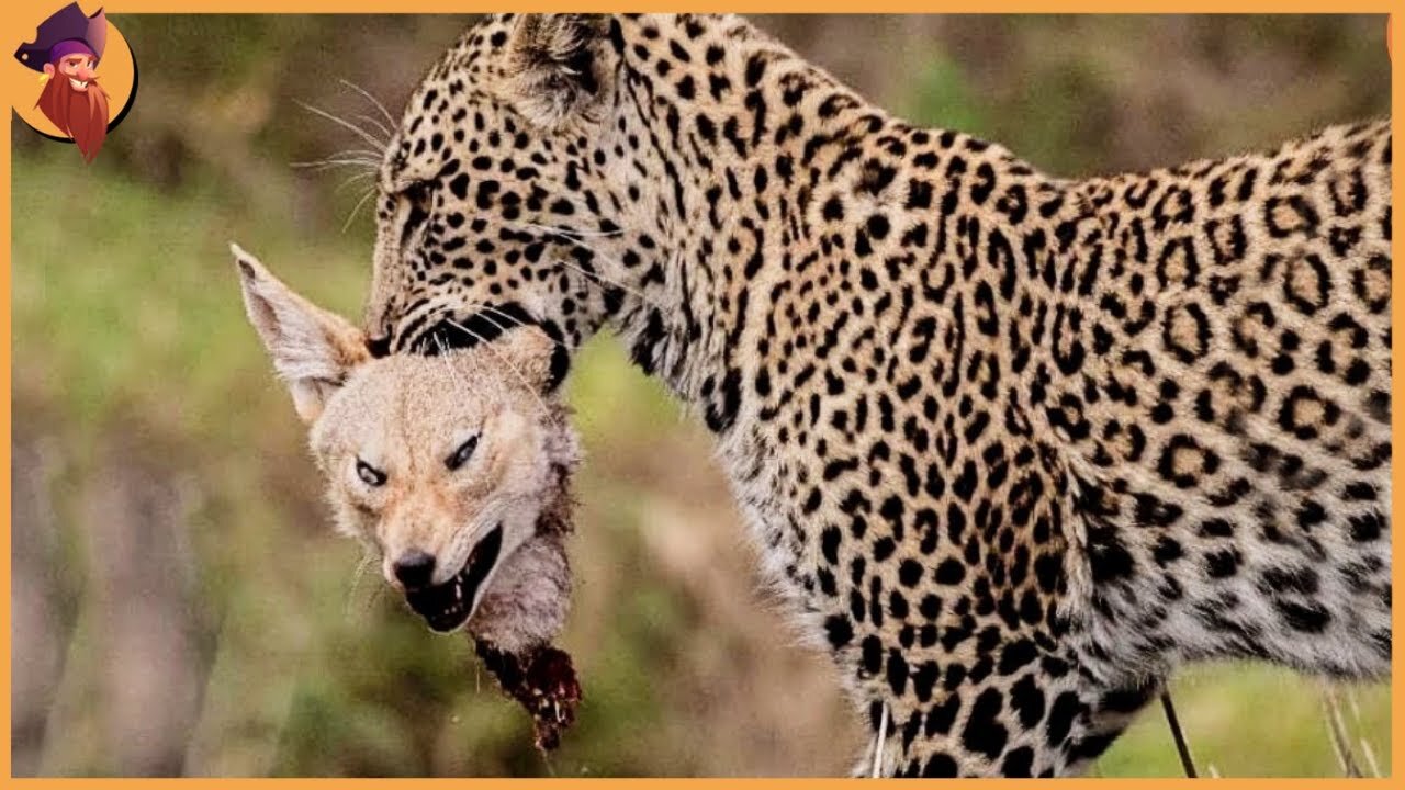 15 Best Hunting Moments Of Brutal Leopards In The Wild