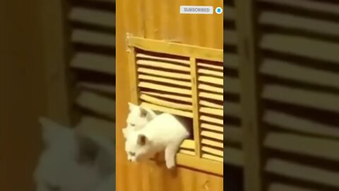 cute cat videos 😹 funny videos 😂 511 😻