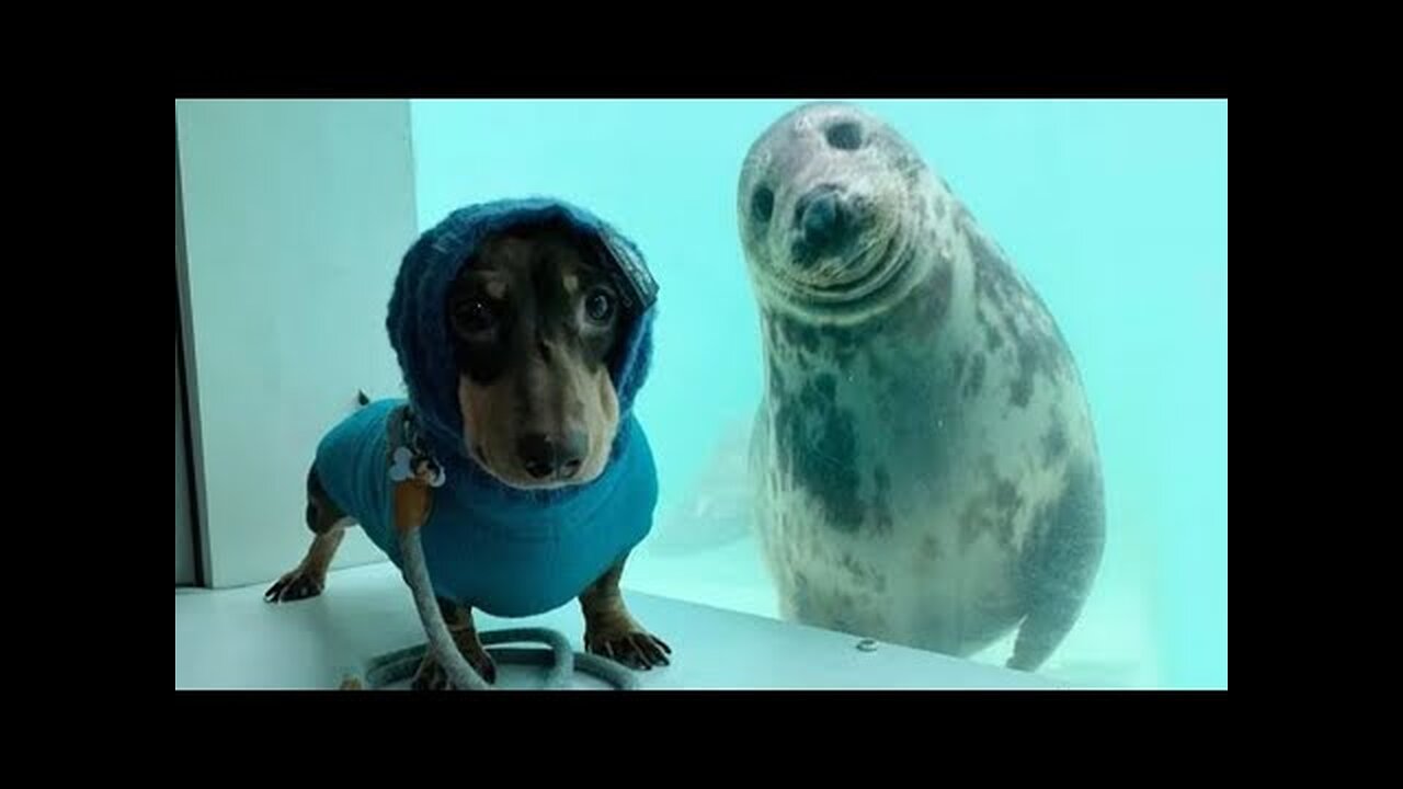 FUNNY ANIMALS :Try not to LAUGH - The FUNNIEST ANIMAL videos