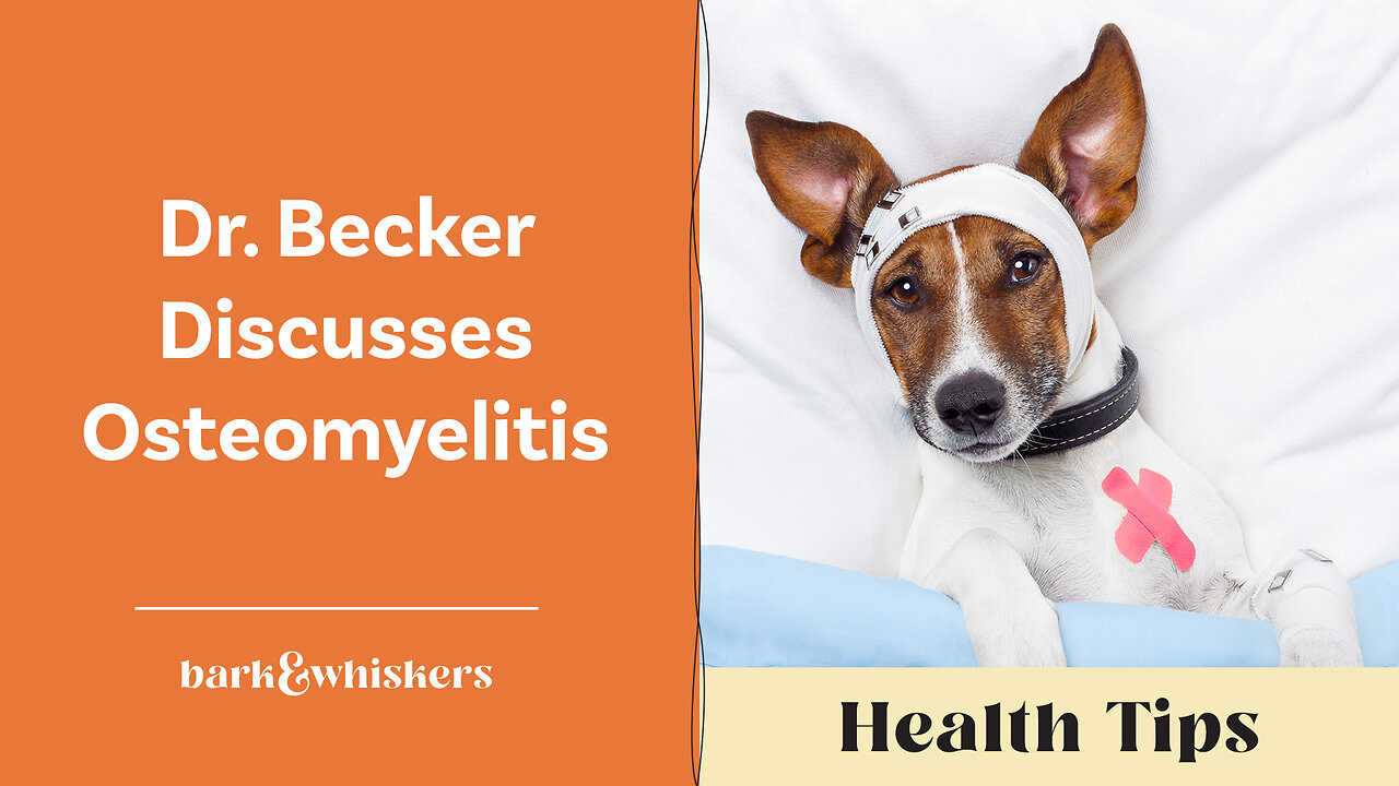 Dr. Becker Discusses Osteomyelitis