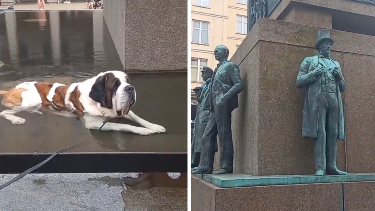 Tired dog decides to take a break in the fountain