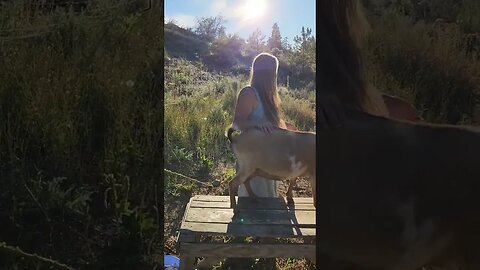 #homesteading #homestead #goats #dairy