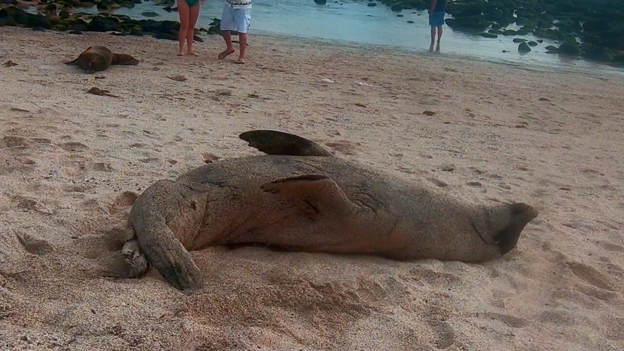 World's laziest sea lion finds clever way to reach the water's edge