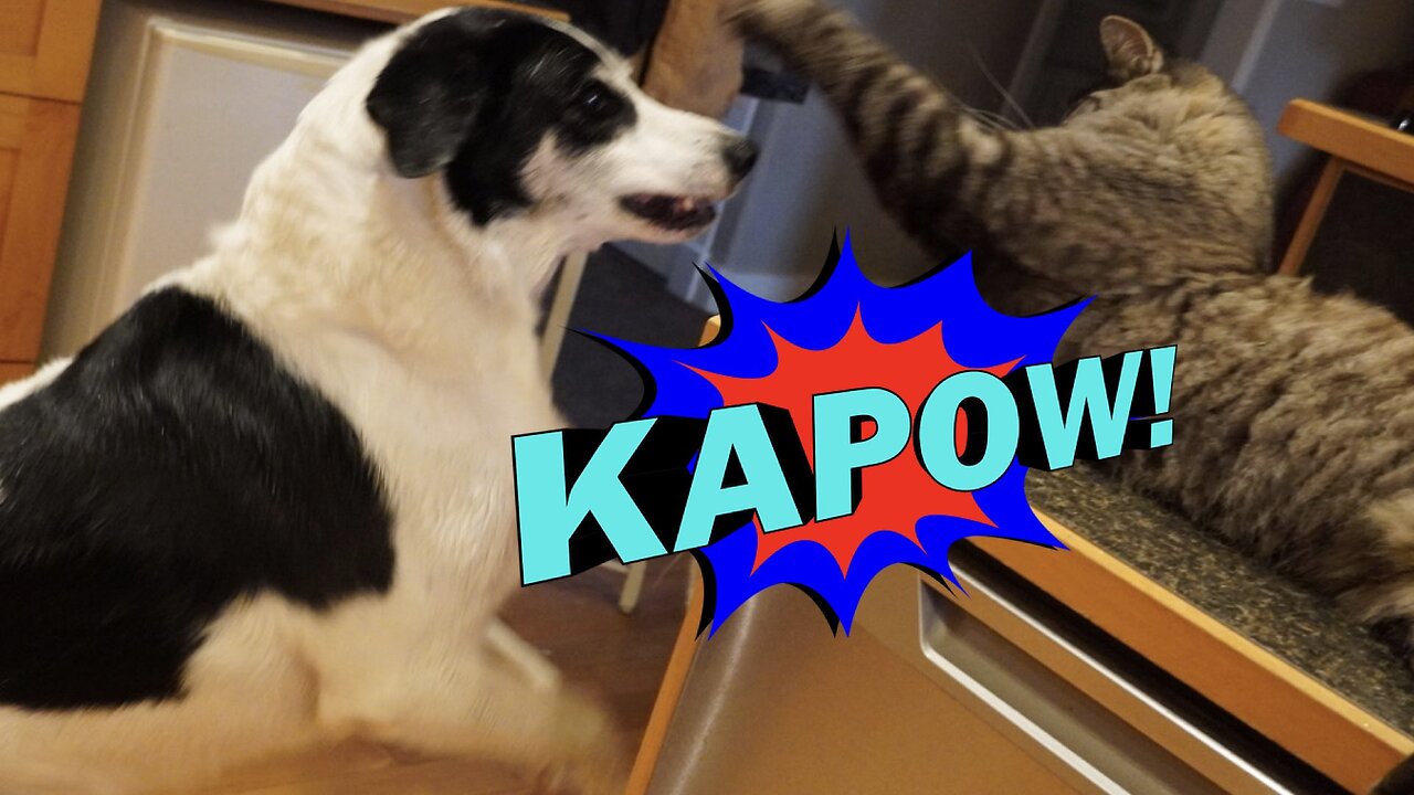 cat Cat CAT SLAPS DOG.