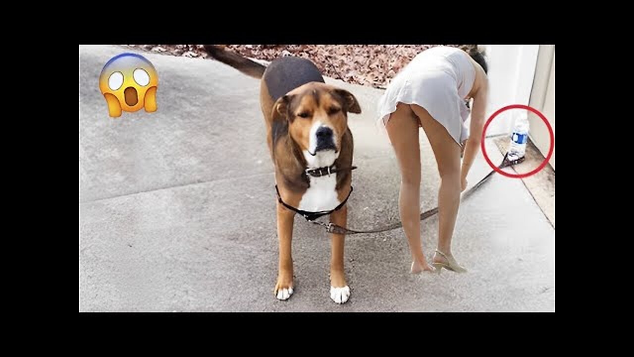 Funniest Animals Video - Funny Dogs And Cats - Try Not To Laugh Animals 2022