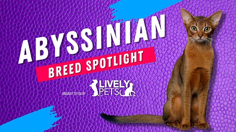 Abyssinian Breed Spotlight - One of the Oldest Breeds to Ever Exist!