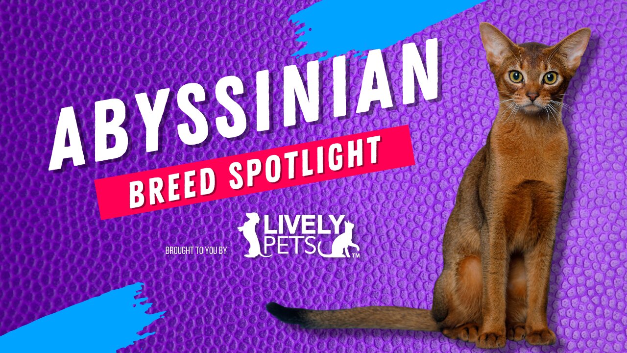 Abyssinian Breed Spotlight - One of the Oldest Breeds to Ever Exist!