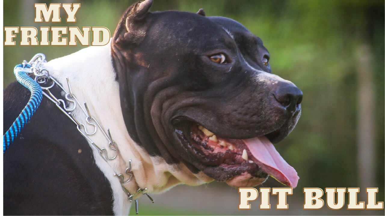 Energetic And Active - Breed of Dogs to Guard You Extreme Dog- Pitbull