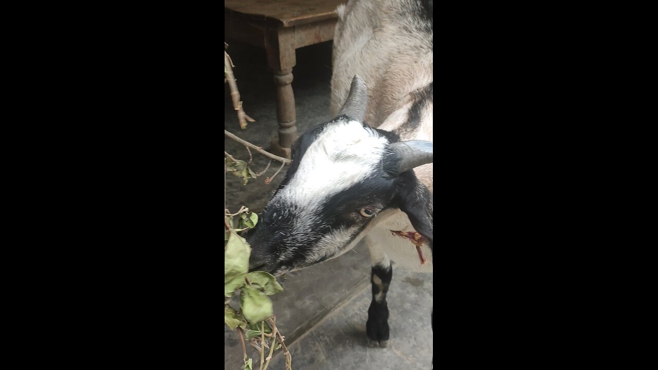 goat eat vegetables