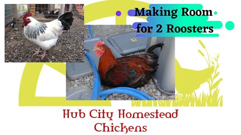 Dividing the Run: Making room for 2 roosters