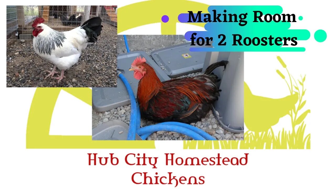 Dividing the Run: Making room for 2 roosters