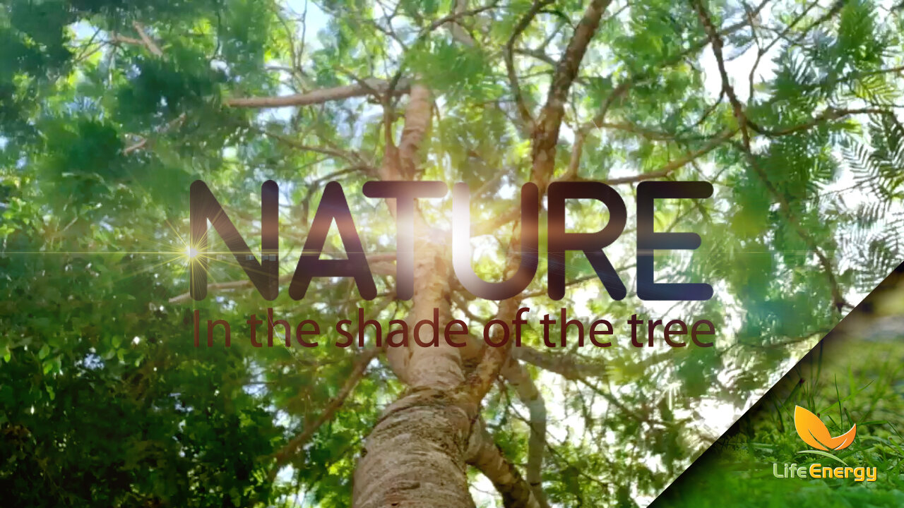 Nature | In the shade of the tree