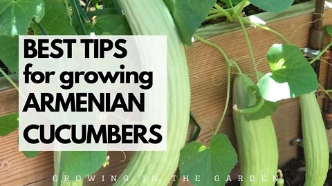 BEST TIPS for growing ARMENIAN CUCUMBERS: Grow cucumbers even during HOT SUMMERS