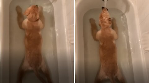 🐶 Golden Retriever Loves Bath Time 🛀