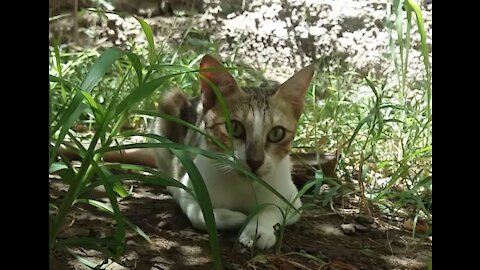 funy cat, waiting for food