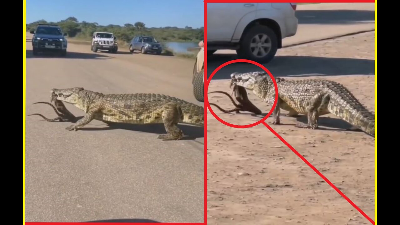 Nature Gives The People A Nasty Visit | Scary Animal Pop Outs