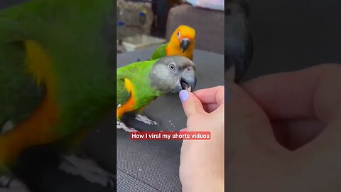 Funny parrots 🦜🦜😂 l #shorts l #parrot l @BikisAviary