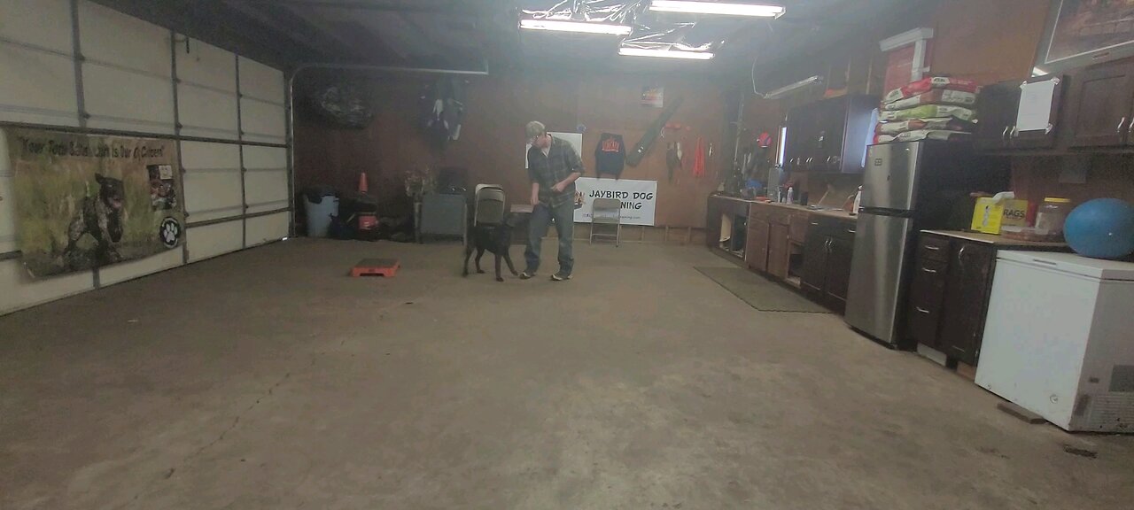 day 1 with the e collar