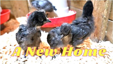 A New Home For Our Chickens! I Don't Know If This Is Ok