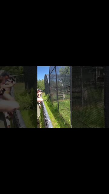 Smart Cat finds its food