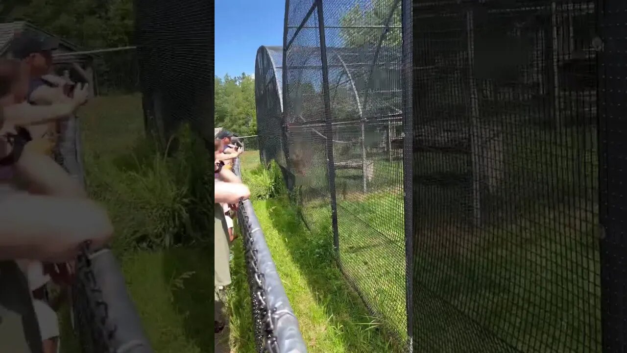 Smart Cat finds its food