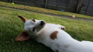 My dog playing in the garden