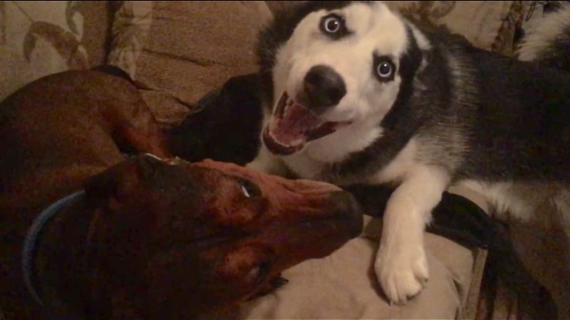 Dog knocks down gate, frees other dogs