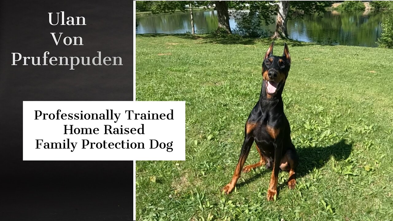 Doberman Family Protection Dog