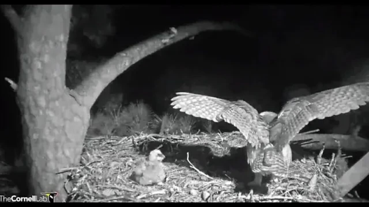 Mom Returns to Check Nest-Leave & Return 🦉 3/11/22 18:57