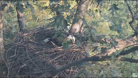 Hays Eagles Mom tries to pull apart nest sticks 2021 10 06 812AM