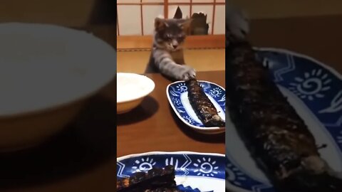 Cat try to eat food #shorts #reels #cat #funny