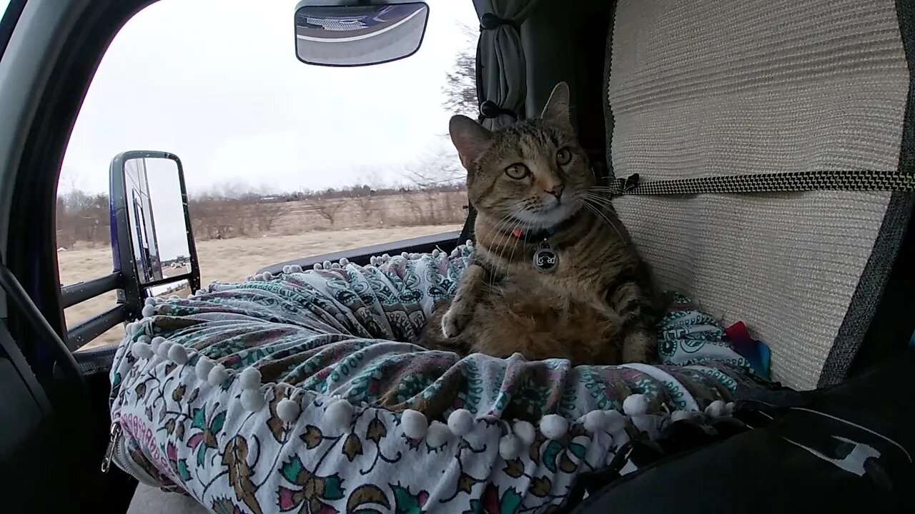 Milo cat we are headed to Illinois again, and a truck wash.