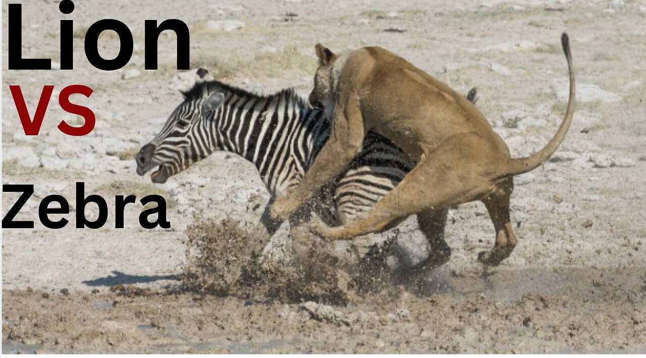 Amazing: Lion vs Zebra with unexpected escape