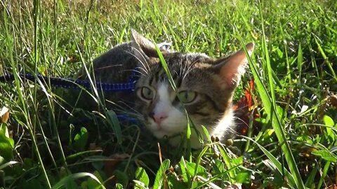 Green Eyed Cat in the Green Grass