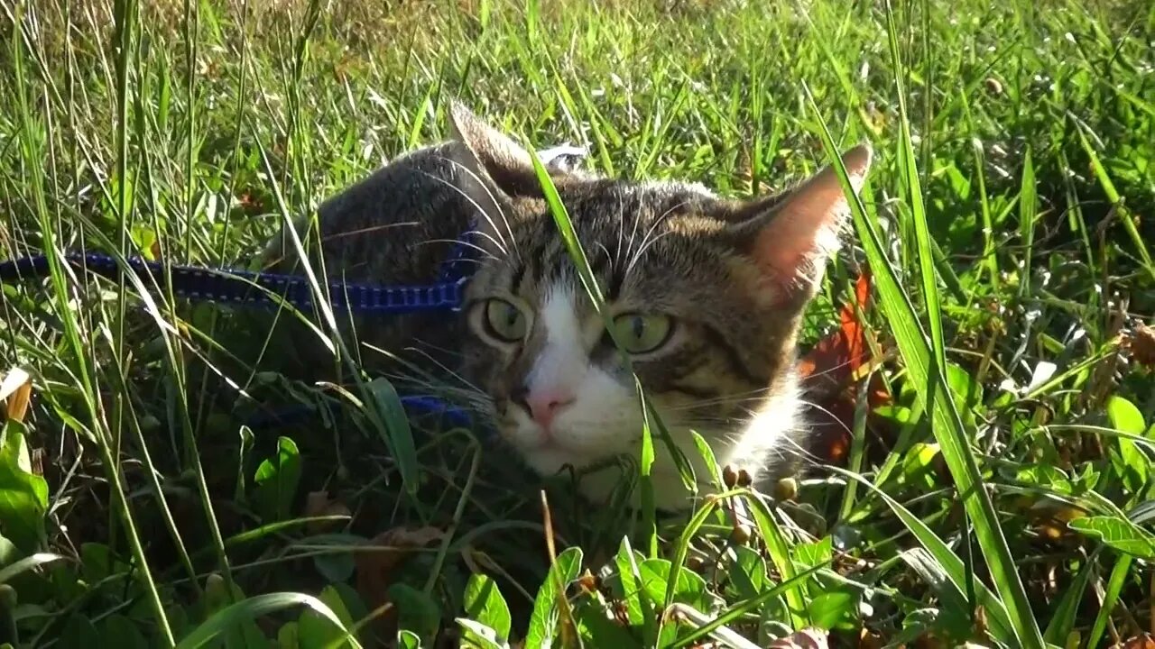 Green Eyed Cat in the Green Grass