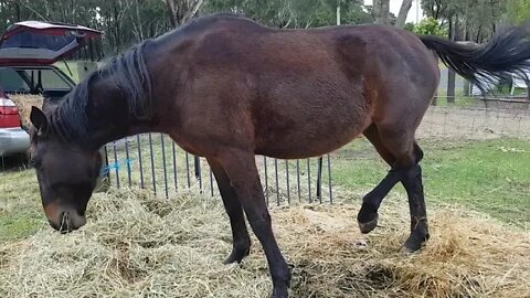 Tuppy a few weeks before foaling