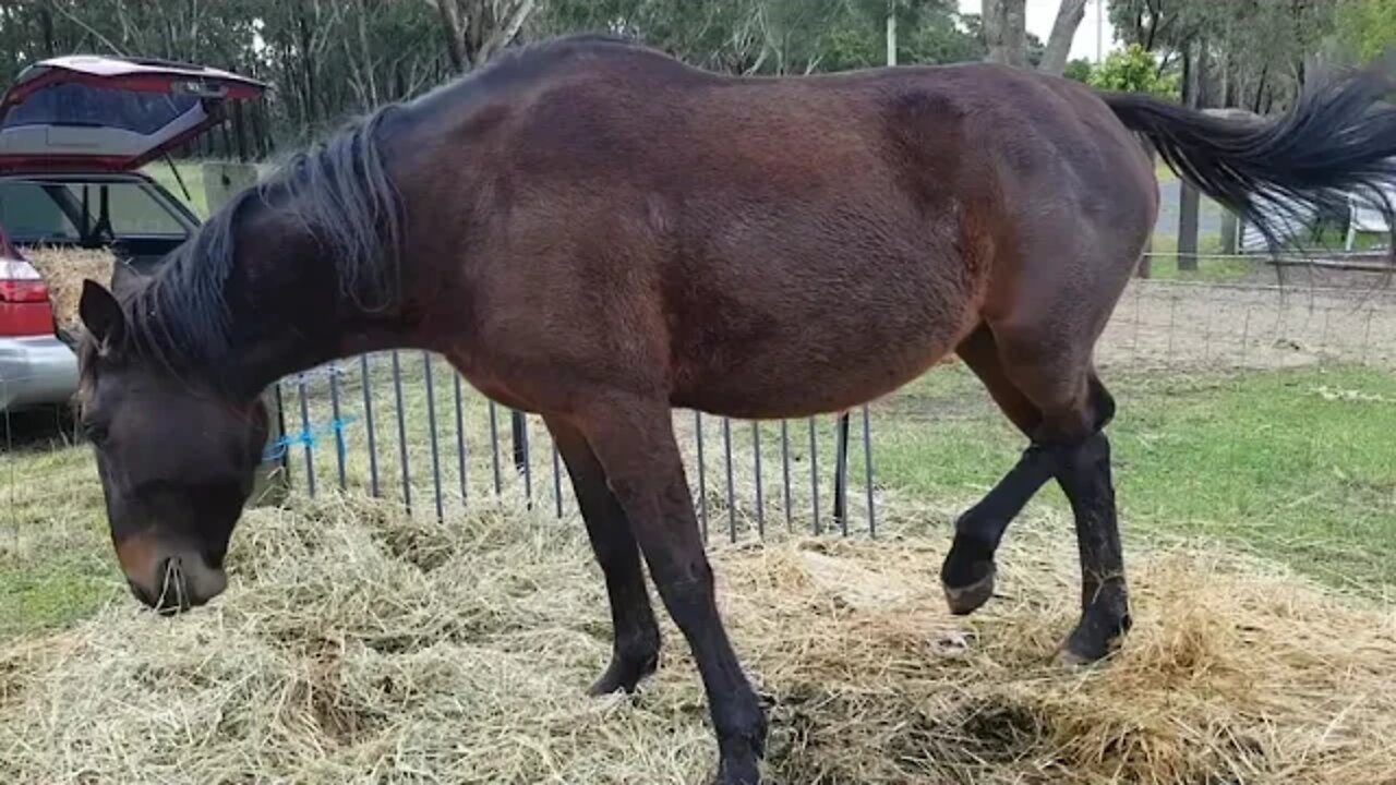 Tuppy a few weeks before foaling