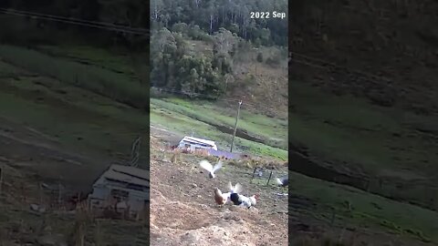 The secret lives of chickens