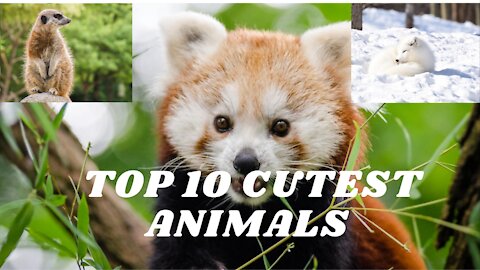 Top 10 cutest animals