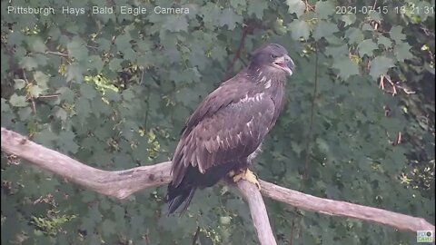 Hays Juvenile H13 on woods limb closeup 2021 07 15 13:28