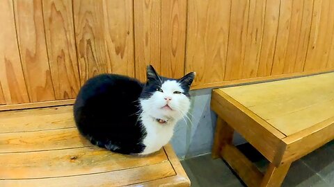 When I stroked the cat sitting in the waiting room, the cat got on my lap.