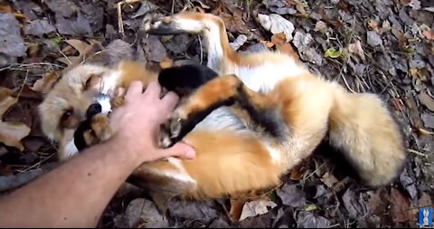 Adorable Fox Pups playing