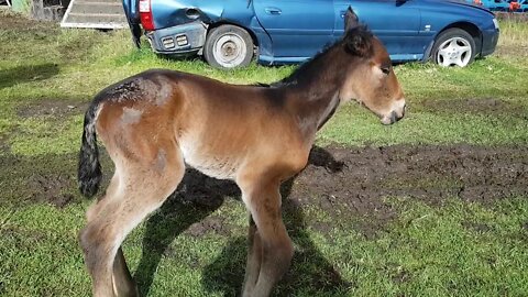 One day old Dyani enjoying the sunshine. 18/6/2018