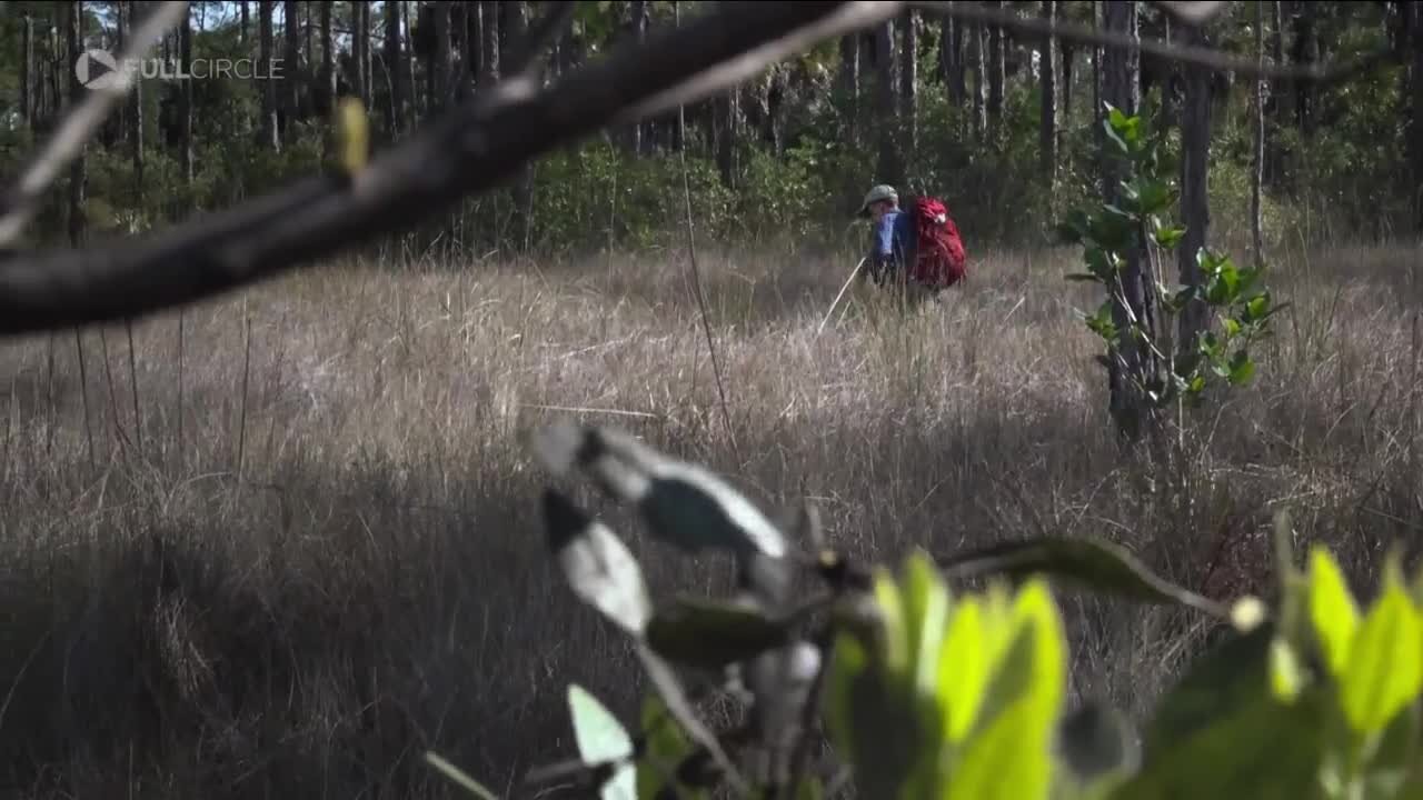 Tracking invasive pythons through the Everglades